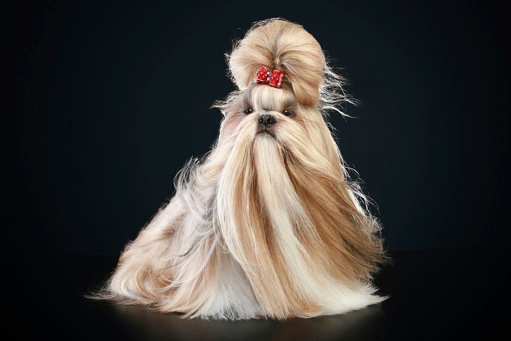 Sifat Anjing Shih Tzu