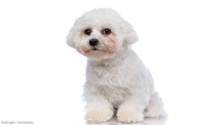 Anjing Bichon