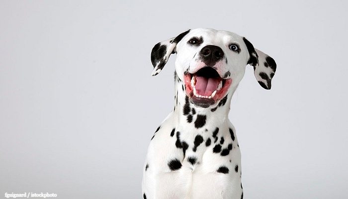 Anjing Dalmatian