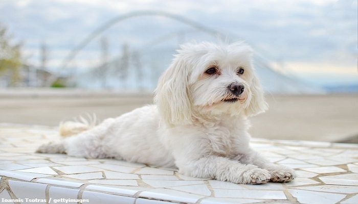 Anjing Maltese