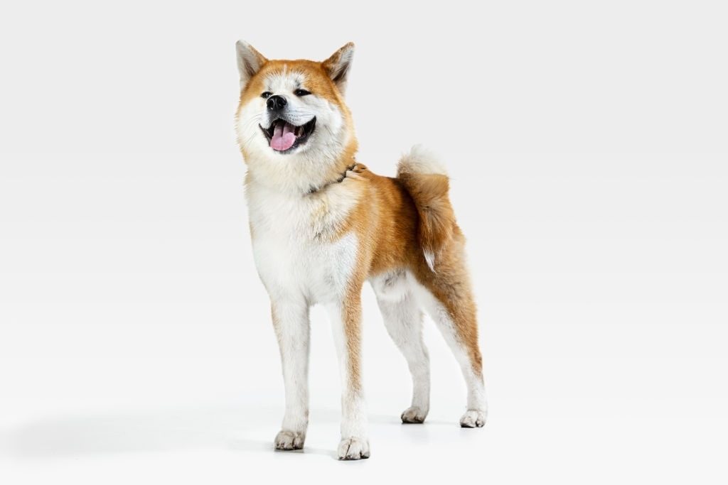Cara Merawat Anjing Akita