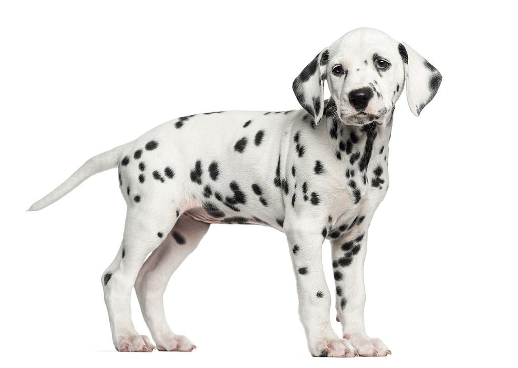 Cara Merawat Anjing Dalmatian