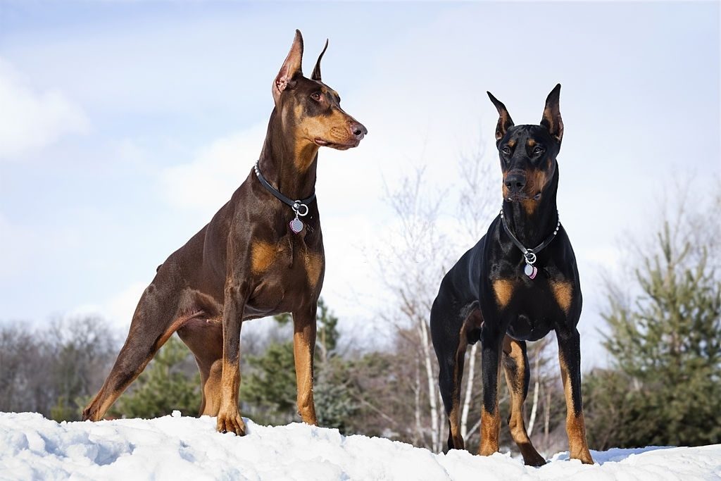 Cara Merawat Anjing Doberman