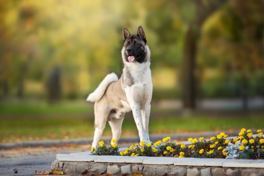 Ciri-ciri Anjing American Akita
