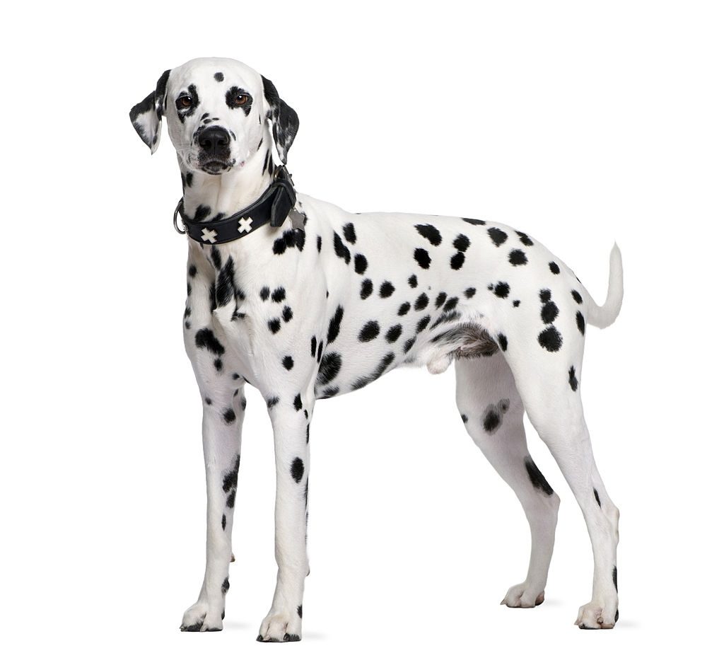 Ciri-ciri Anjing Dalmatian