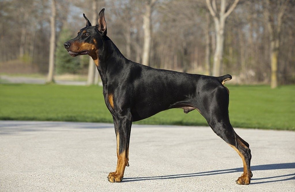 Ciri-ciri Anjing Doberman
