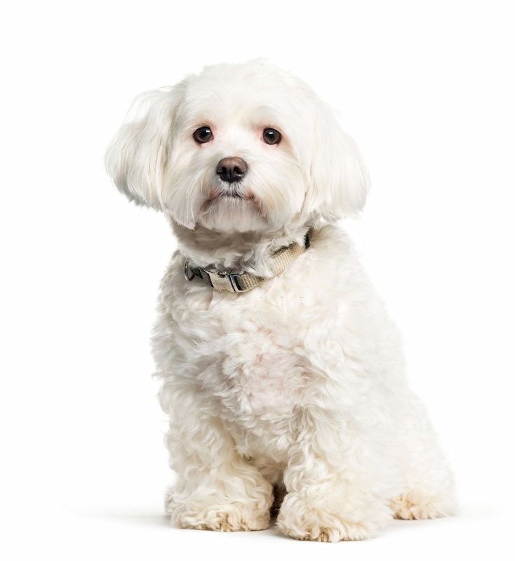 Ciri-ciri Anjing Maltese