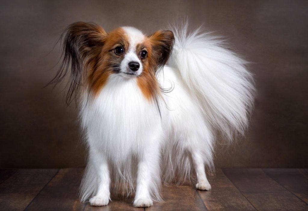 Ciri-ciri Anjing Papillon