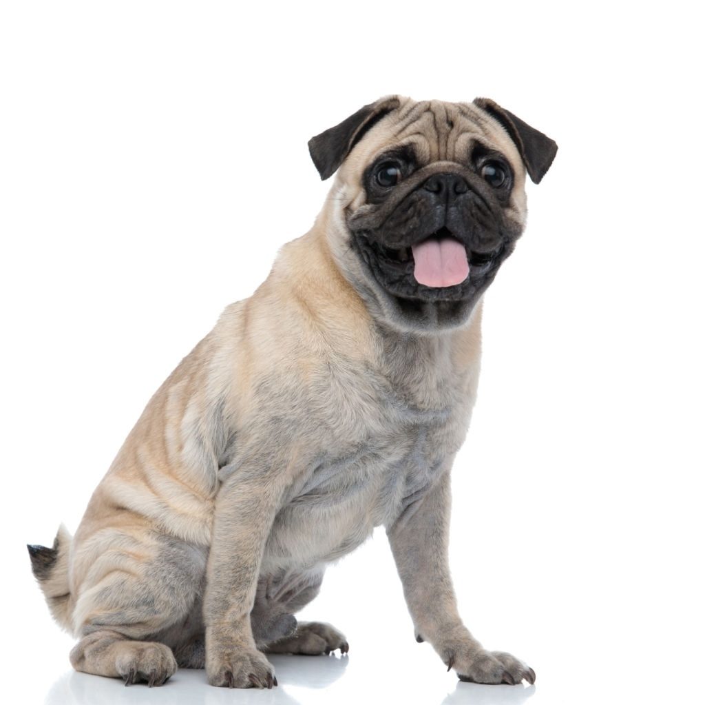 Ciri-ciri Anjing Pug
