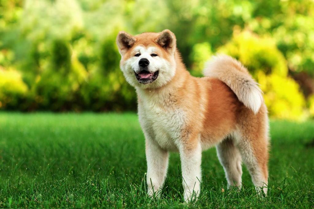 Informasi Ras Anjing Akita Inu