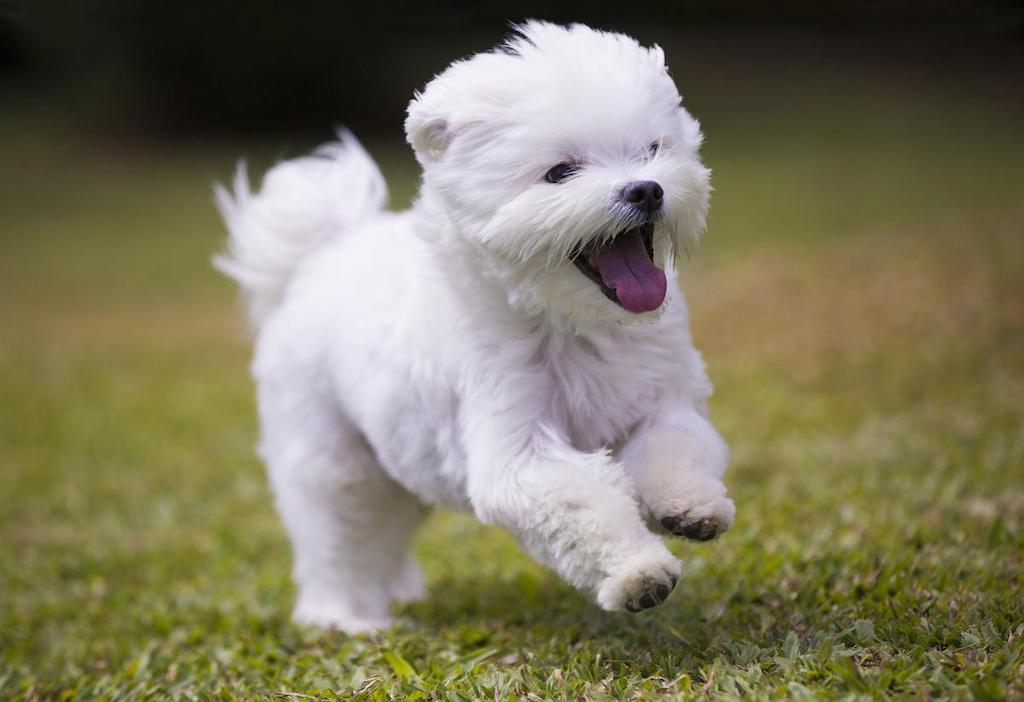 Informasi Ras Anjing Maltese » AnjingPedia