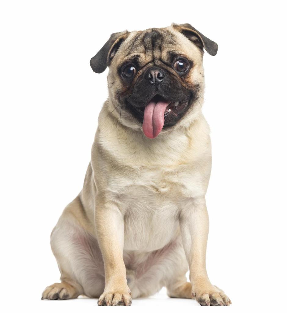 Informasi Ras Anjing Pug