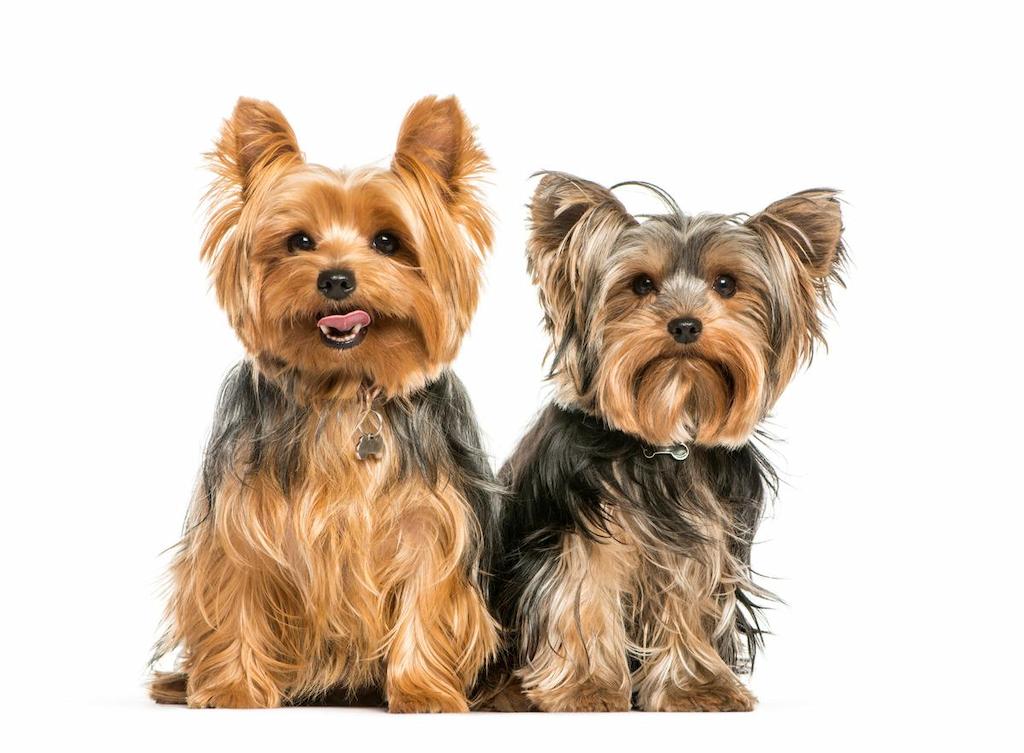 Informasi Ras Anjing Yorkshire Terrier