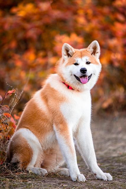 Anjing Akita Inu