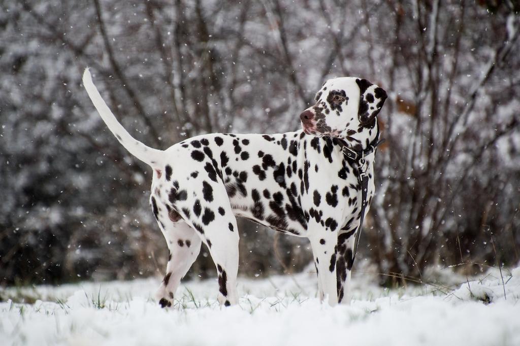 Anjing Dalmatian