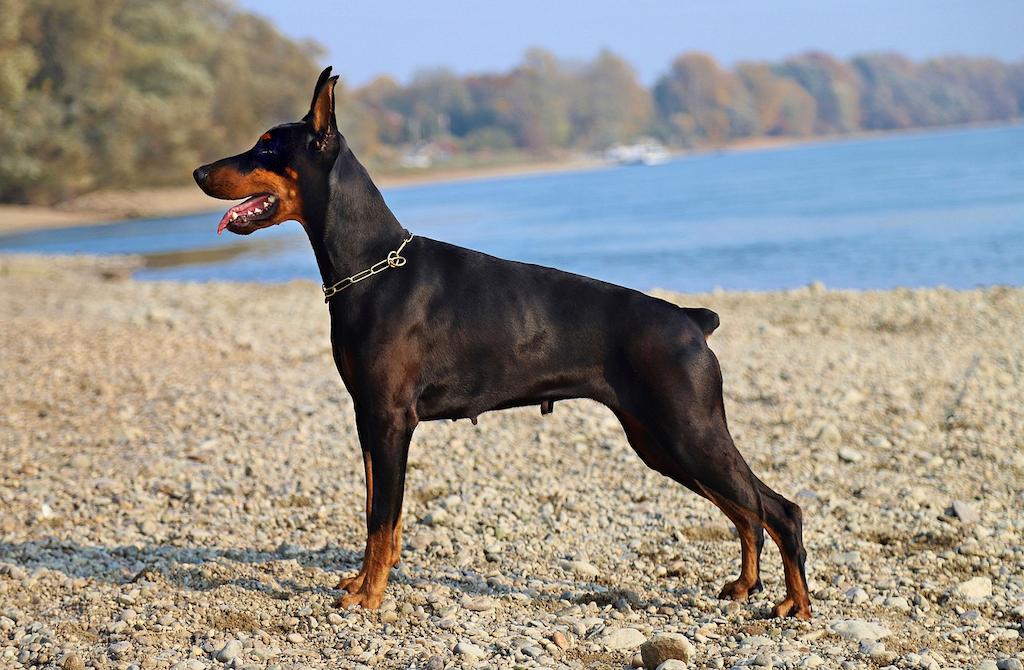 Anjing Doberman