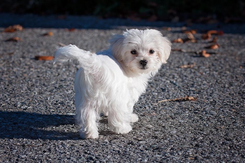 Anjing Maltese