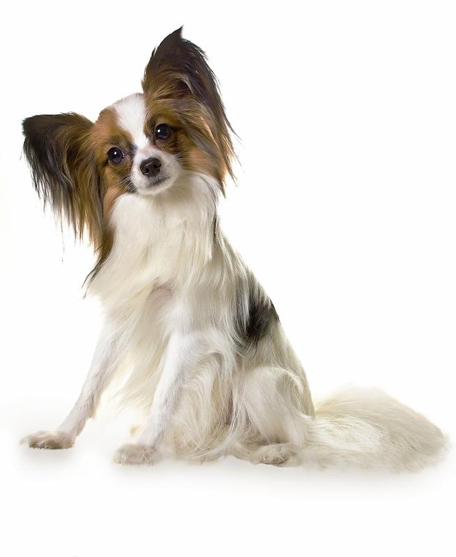 Anjing Papillon