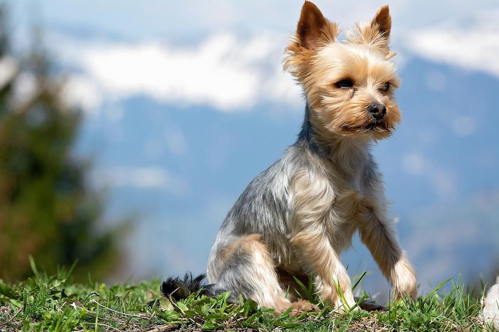 Anjing Yorkshire