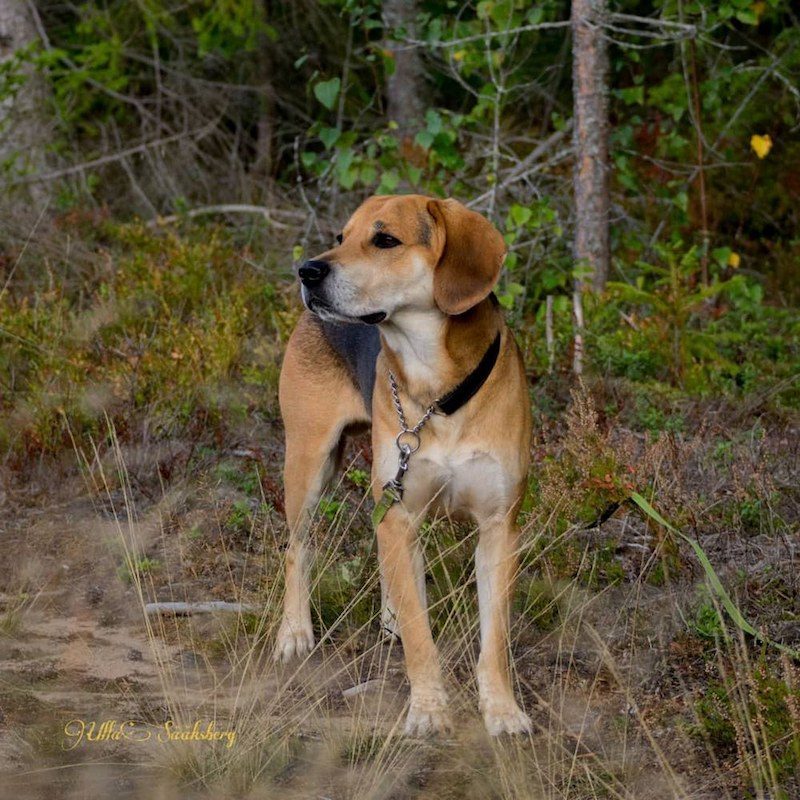 Anjing Golden Mix