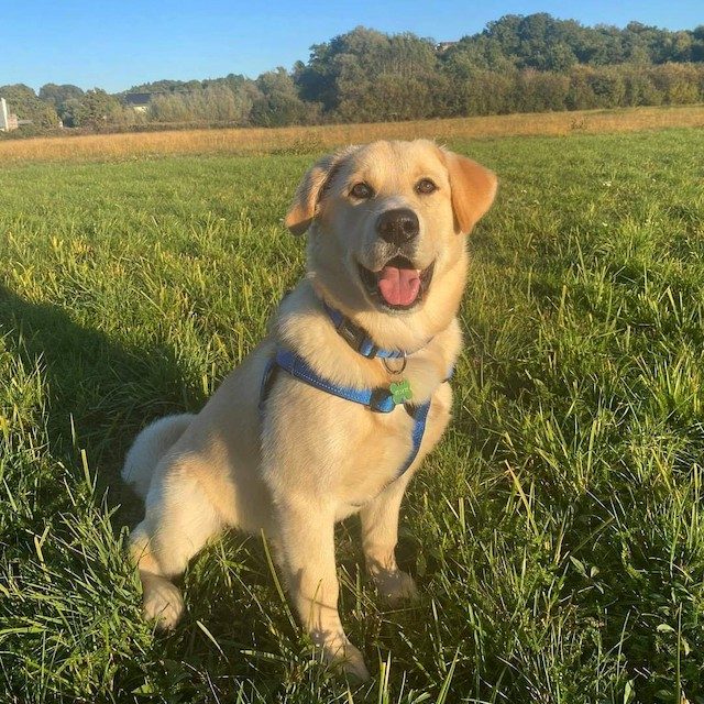 Anjing Golden Mix