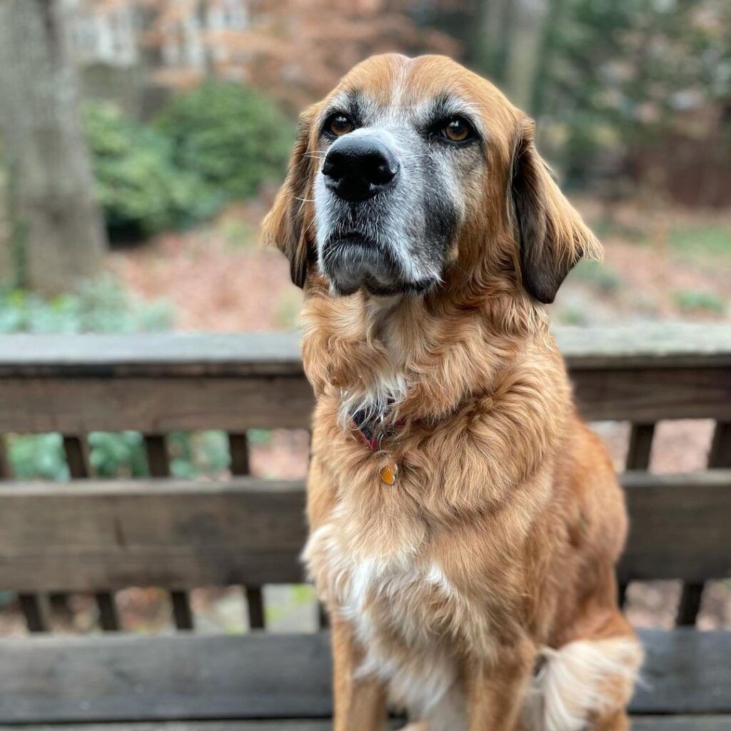Anjing Golden Mix