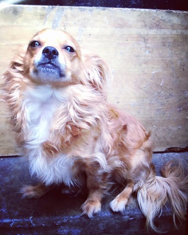 Anjing Golden Mix