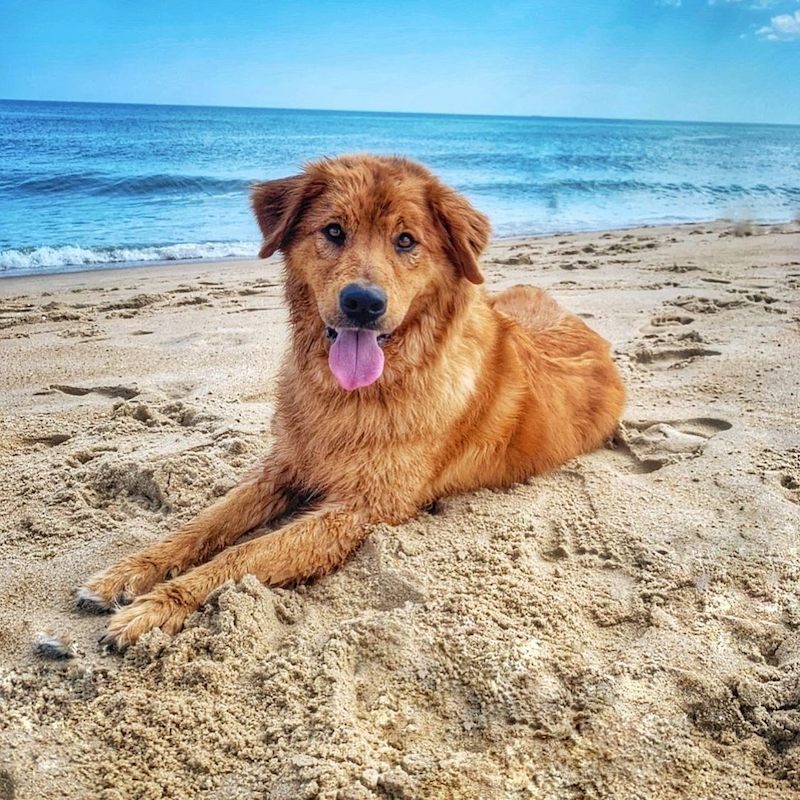 Anjing Golden Mix