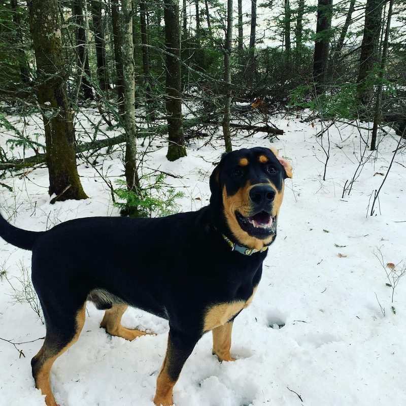 Anjing Golden Mix