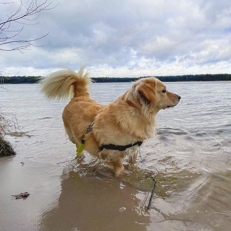 Anjing Golden Mix