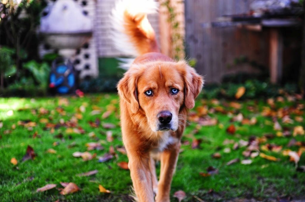 Anjing Golden Mix Husky