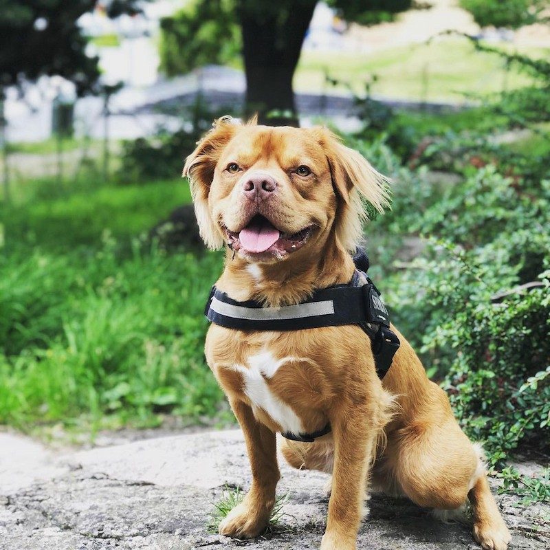 Anjing Golden Mix