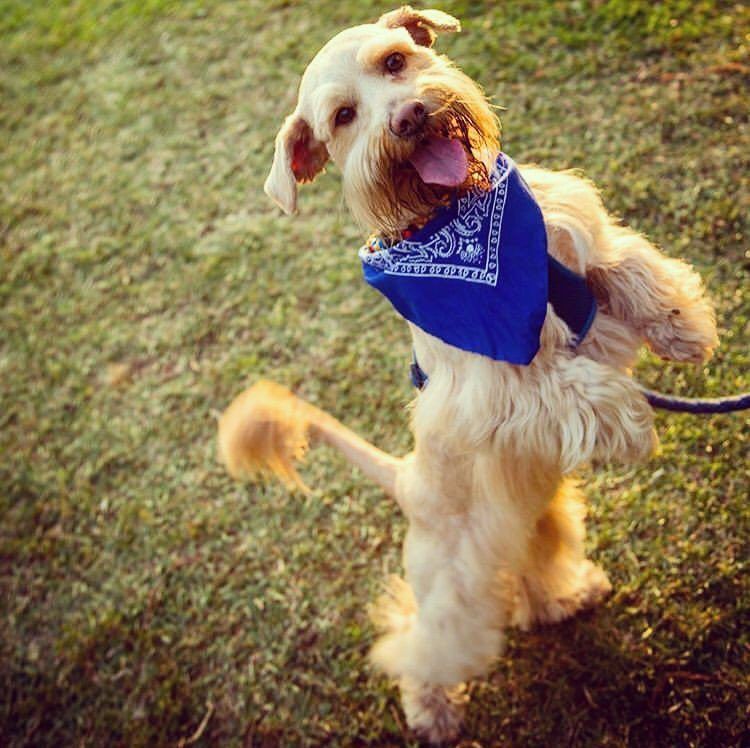 Anjing Golden Mix