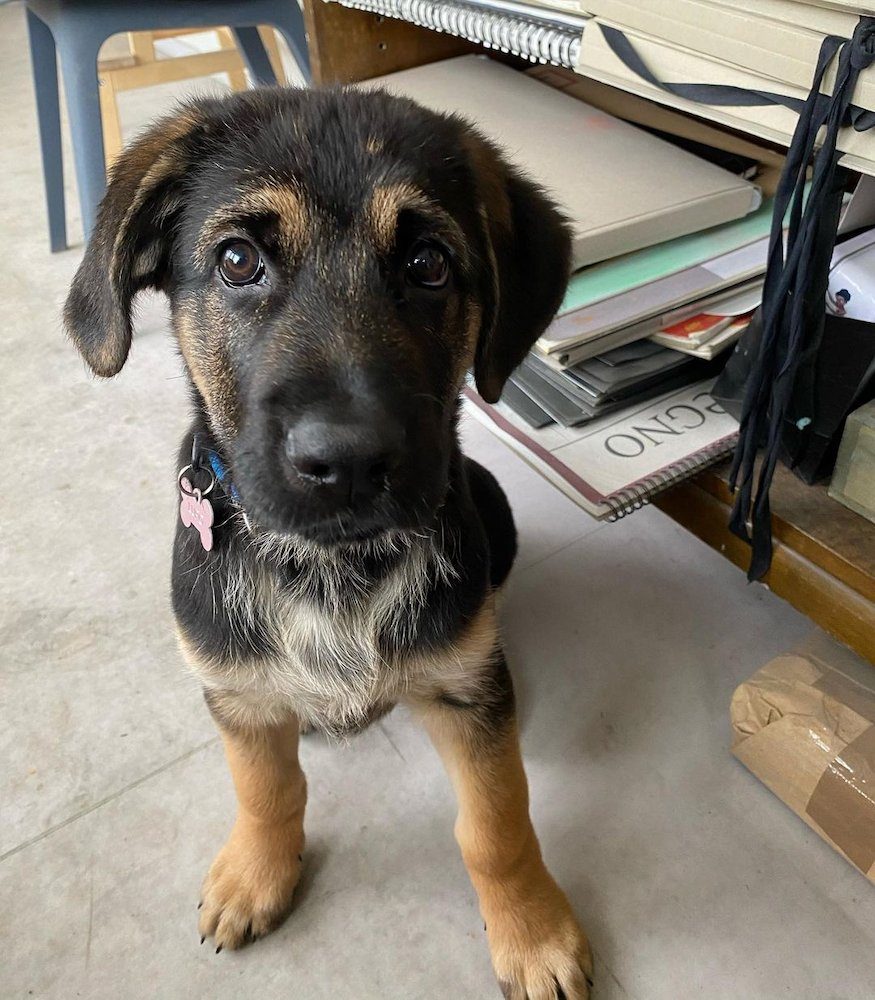 Anjing Golden Mix