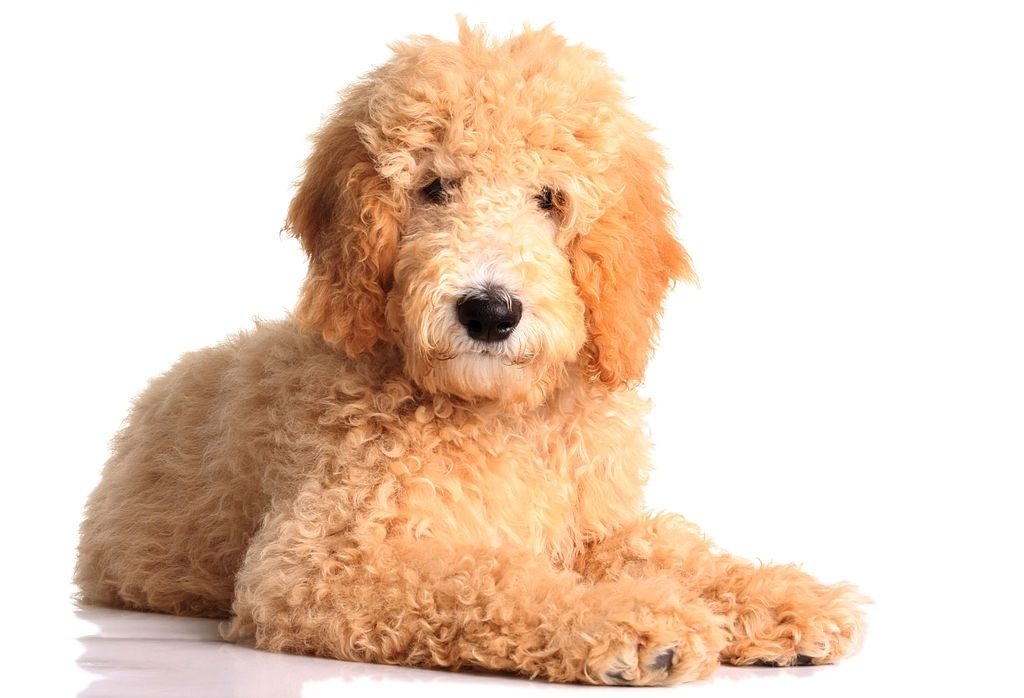 Anjing Golden Mix