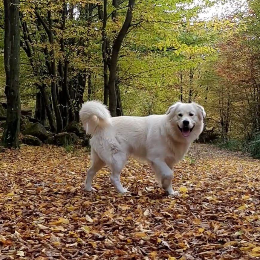 Anjing Golden Mix