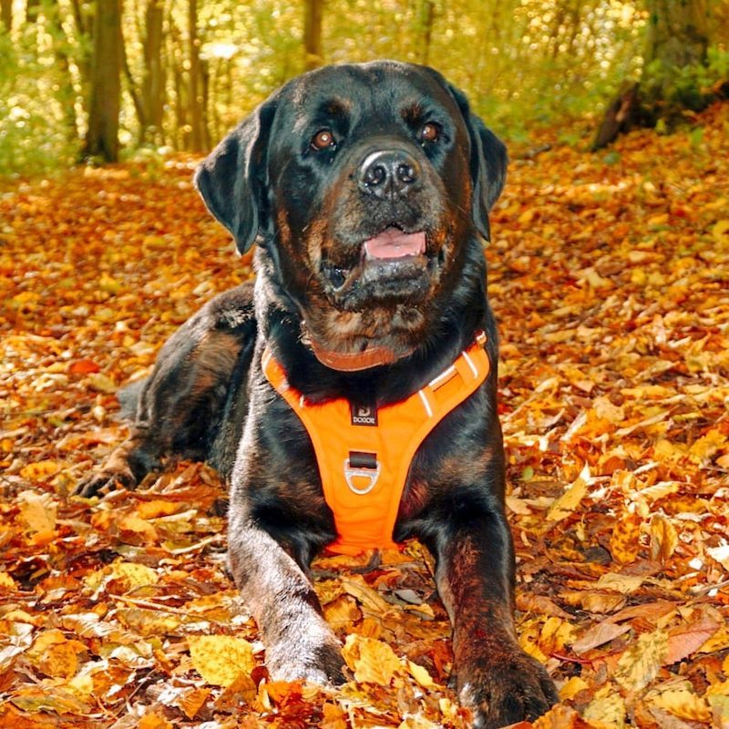 Anjing Golden Mix