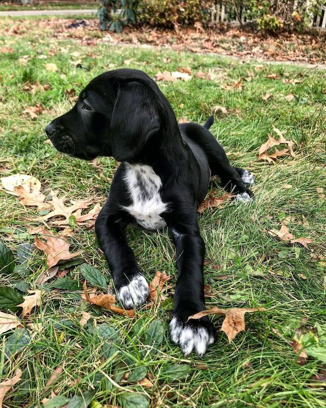 Anjing Golden Mix