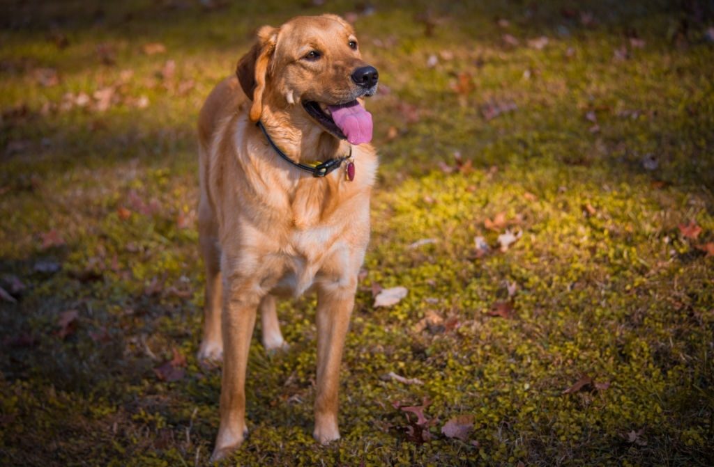 Anjing Golden Mix