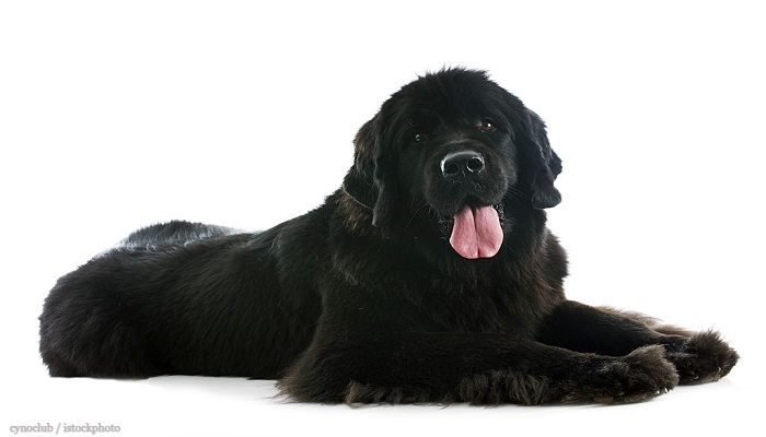 Anjing Newfoundland