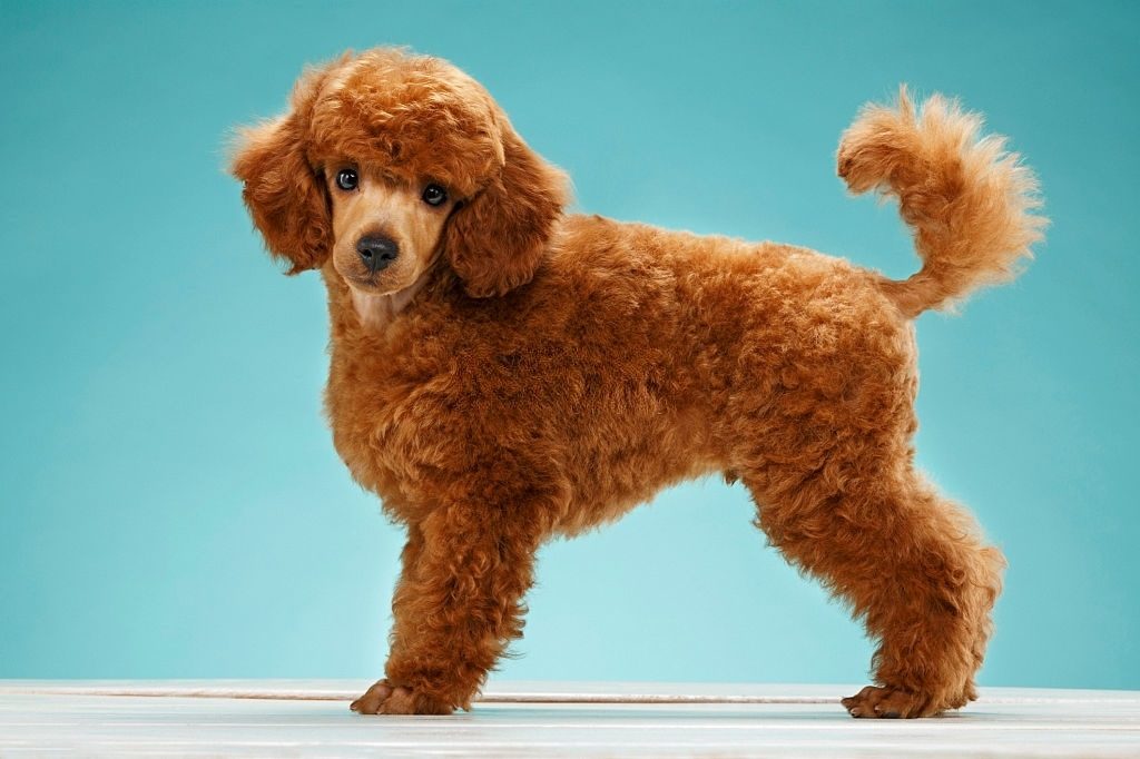 Anjing Pudel Miniatur