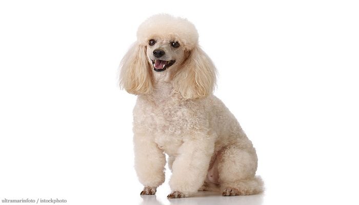 Anjing Pudel