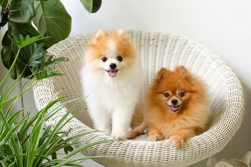 Cara Merawat Anjing Pomeranian
