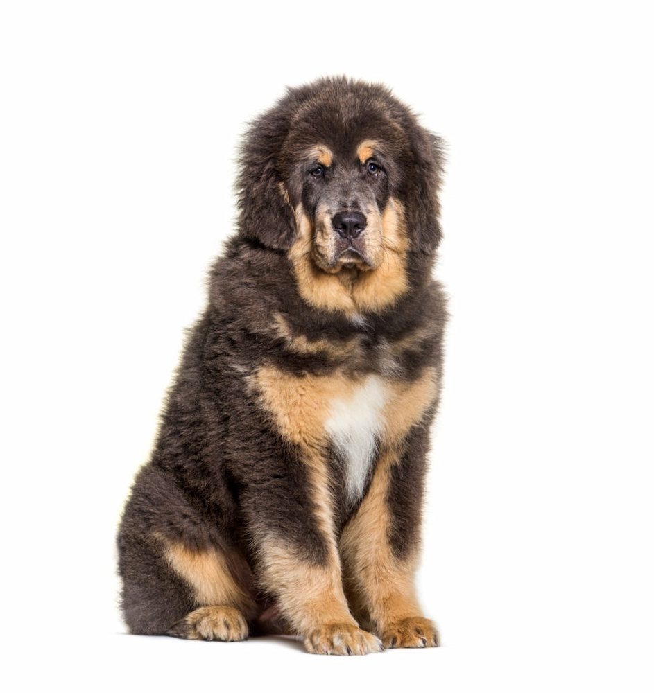 Cara Merawat Anjing Tibetan Mastiff