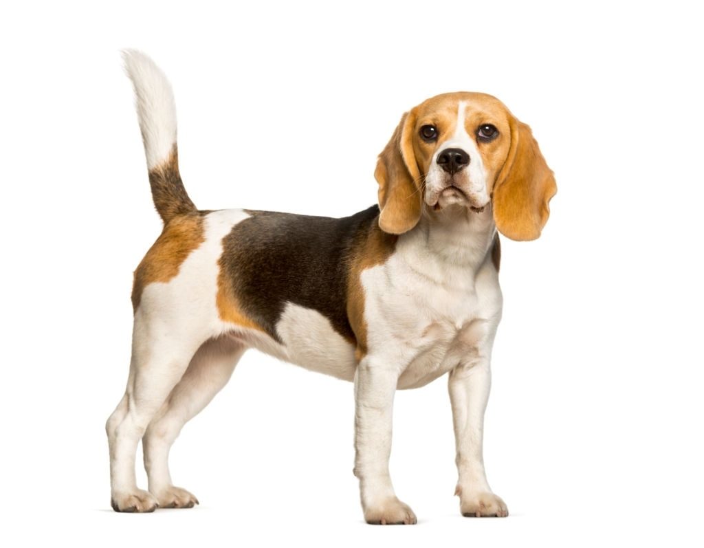 Ciri-ciri Anjing Beagle