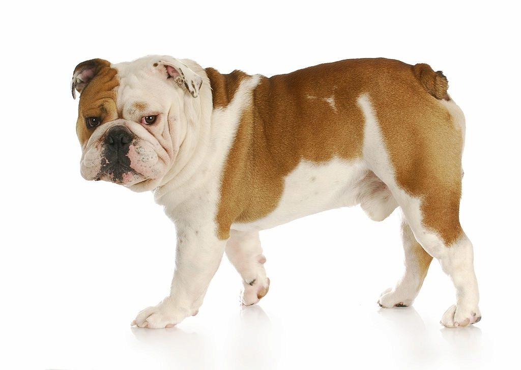 Ciri-ciri Anjing Bulldog