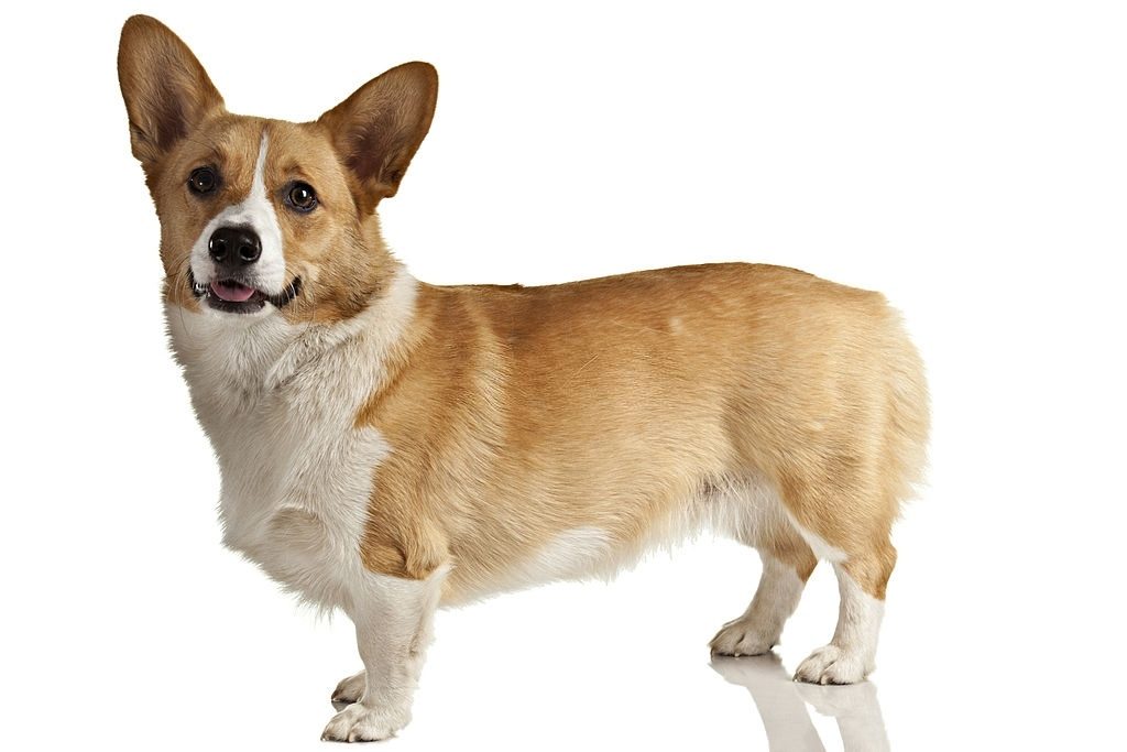 Ciri-ciri Anjing Corgi
