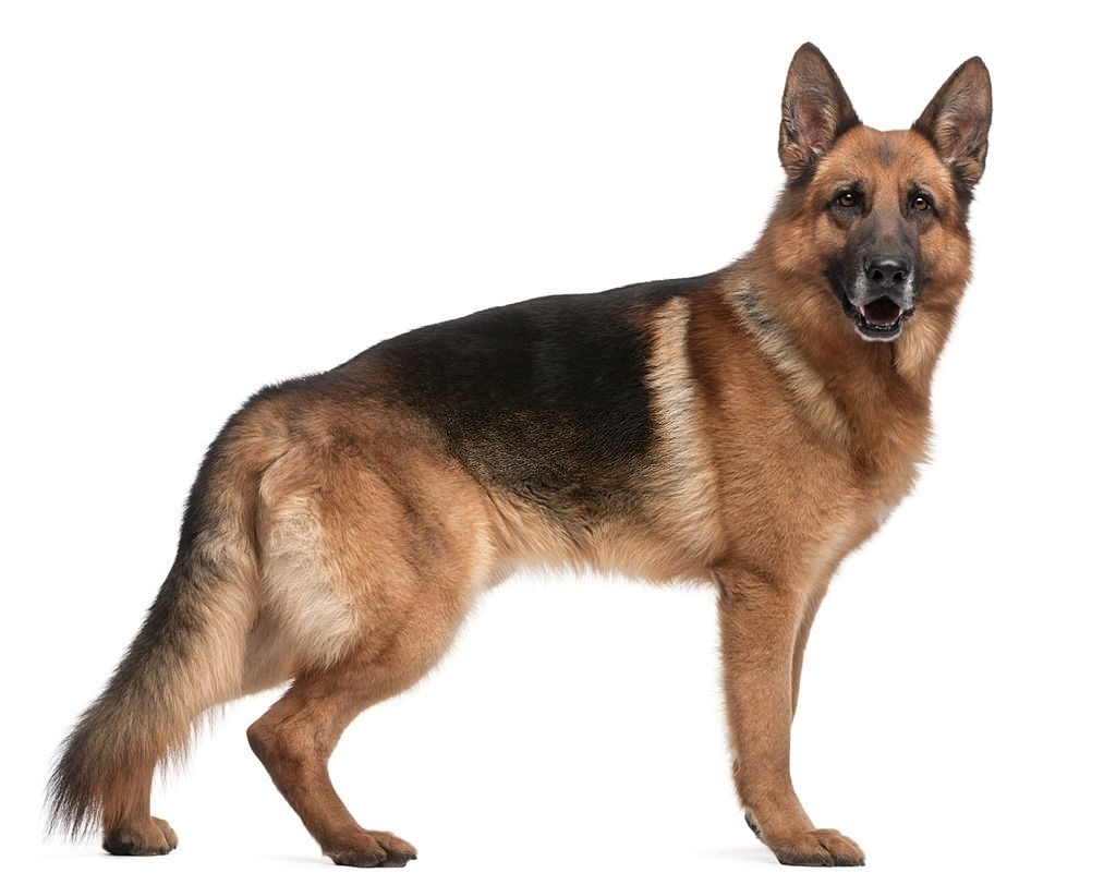 Ciri-ciri Anjing German Shepherd