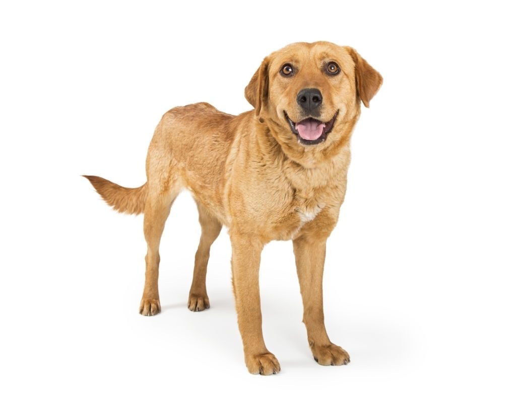Ciri-ciri Anjing Labrador