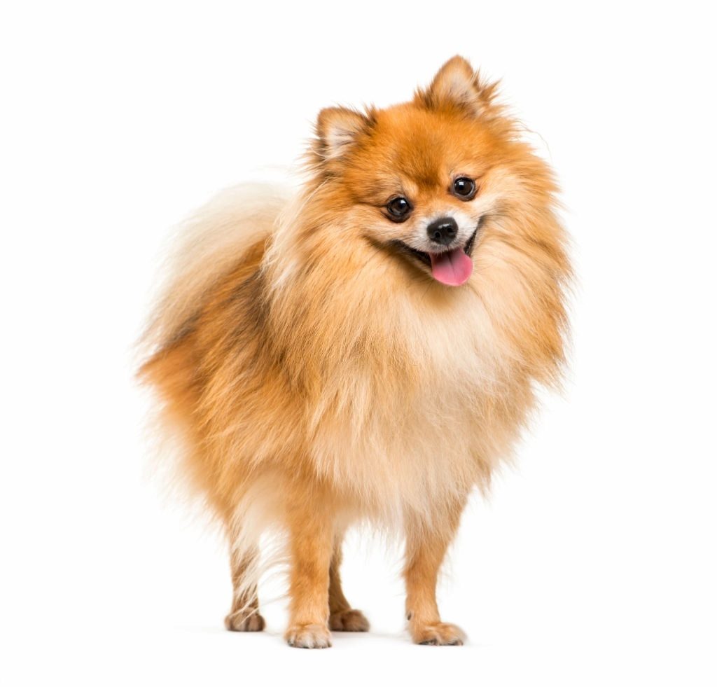 Ciri-ciri Anjing Pomeranian